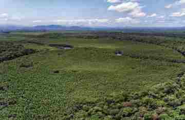Paraná reduziu em 87,5% desmatamento da Mata Atlântica entre 2020 e 2025